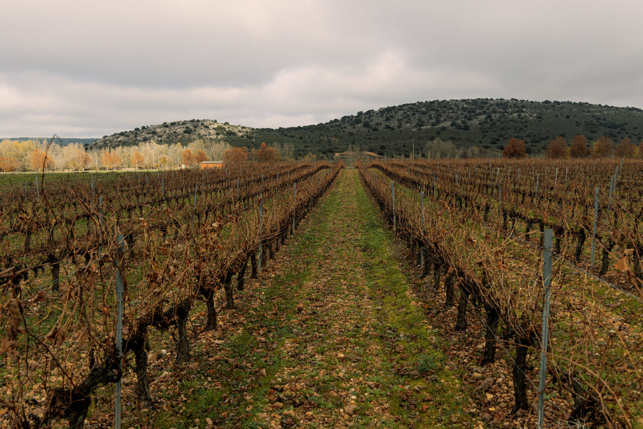 Bodegas Viriatus - Viñedo Brime de Urz